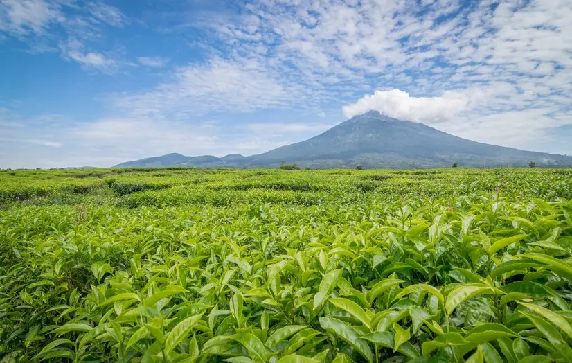 Tea Triangle - Lush tea gardens supplying high-quality teas to wholesalers and exporters globally.